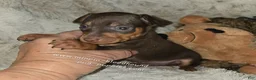 Miniature Pinscher dogs for sale: AKC Rider - Ad 8
