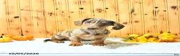 Miniature Dachshund dogs for sale: Brody - Ad 4