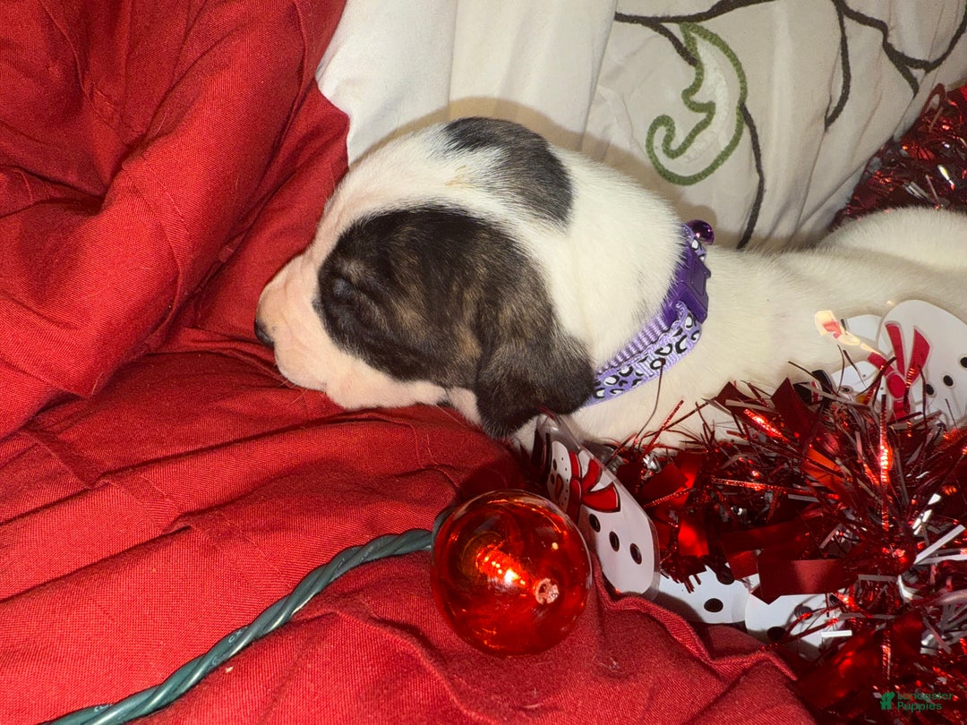 Great Dane dogs for sale: Vicky - Ad 4