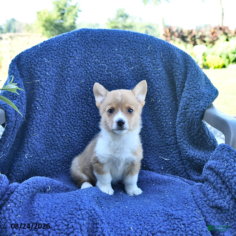 Welsh Corgi Pembroke dogs Sparky - Ad 1
