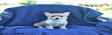 Sparky