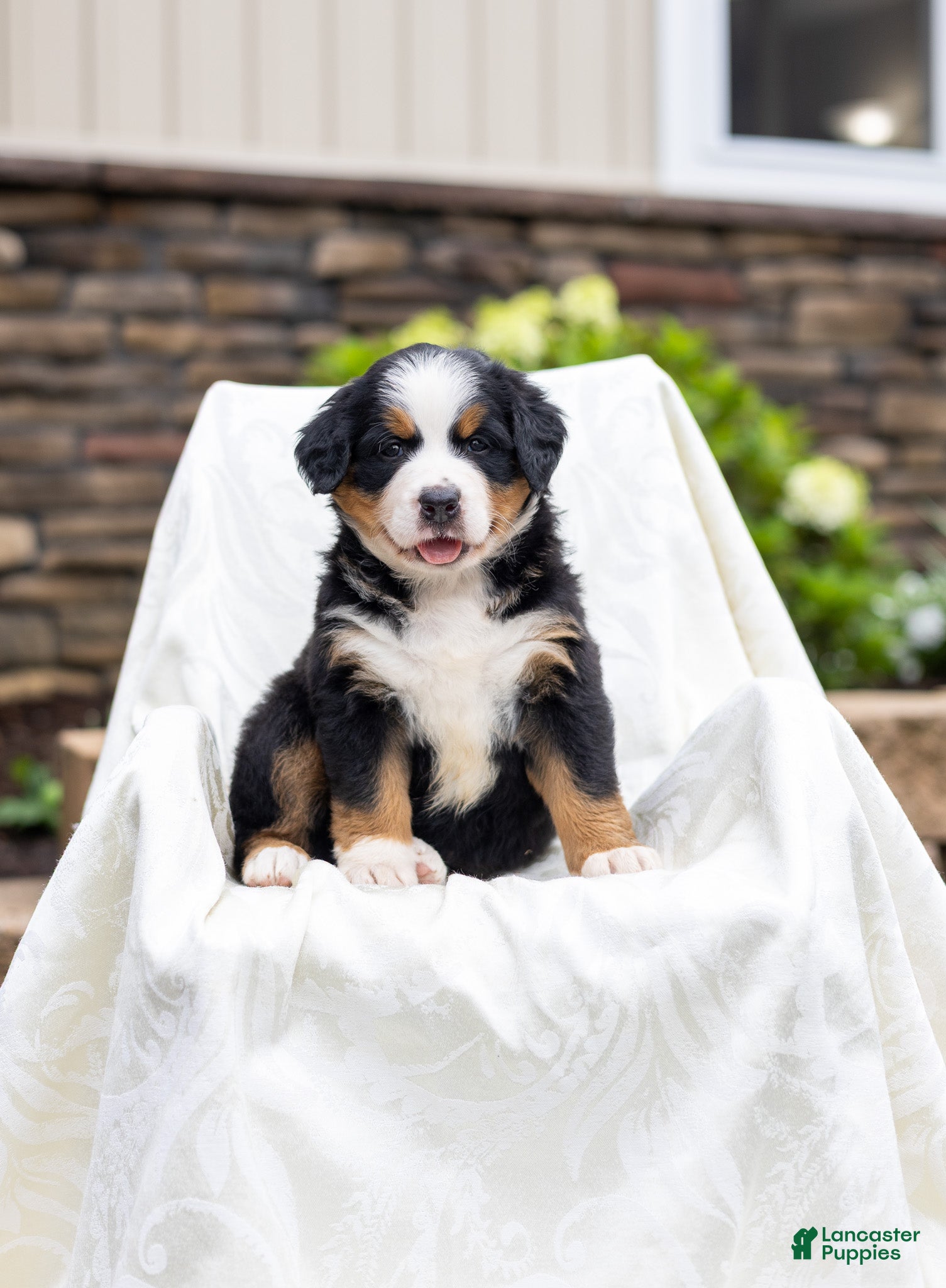 Bernese Mountain Dog dogs Rosie - Ad 1