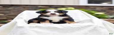 Rosie