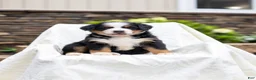 Bernese Mountain Dog dogs for sale: Rosie - Ad 1