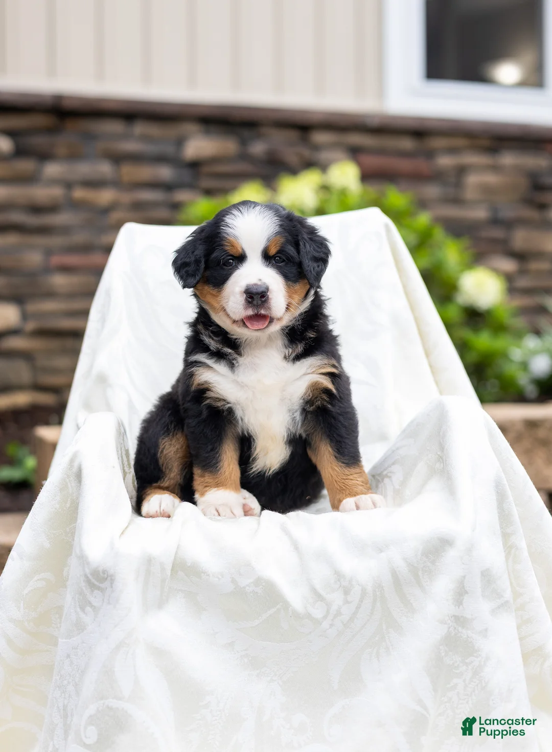 Bernese Mountain Dog dogs for sale: Rosie - Ad 1