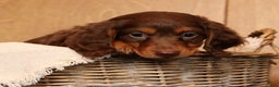 Miniature Dachshund dogs for sale: Teddy - Ad 5
