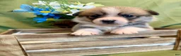 Welsh Corgi Pembroke dogs for sale: Gino (Blue Collar) - Ad 12