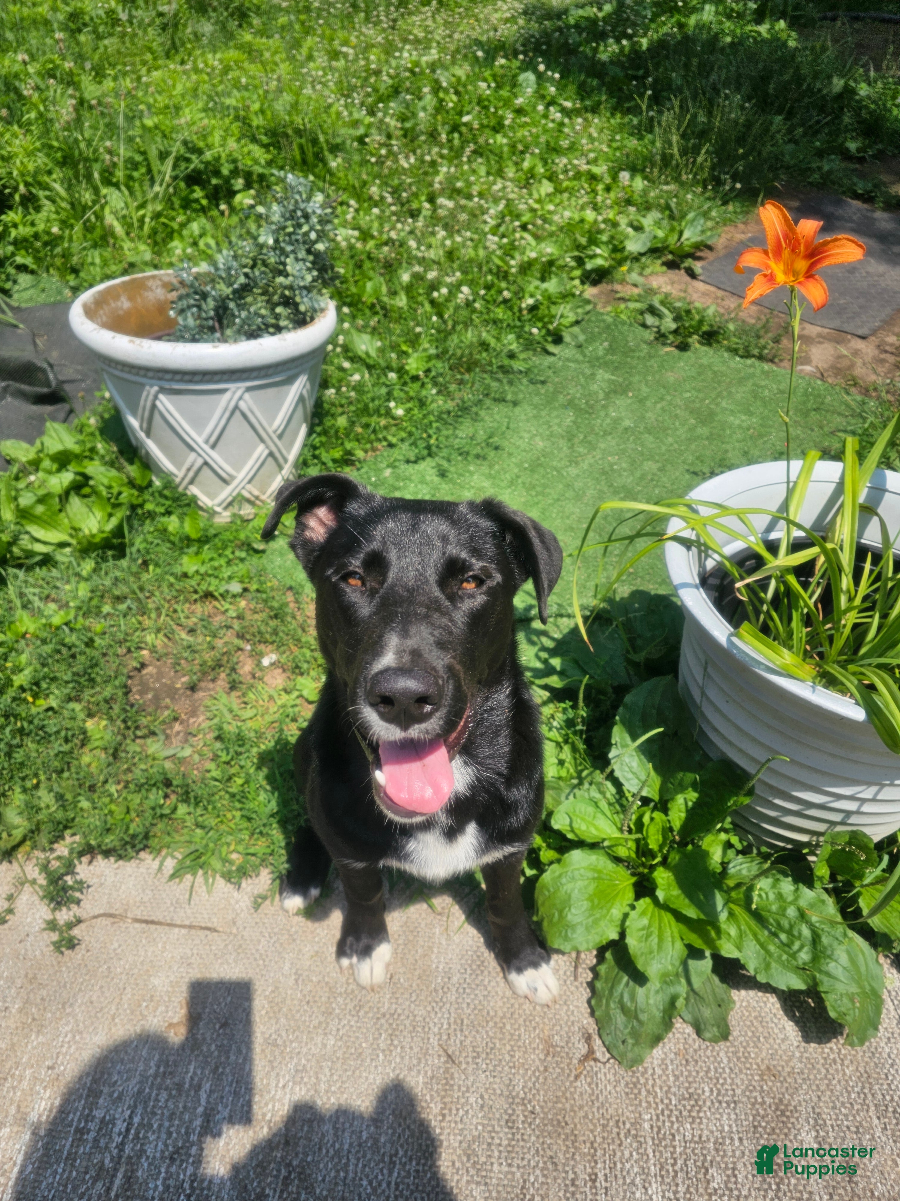 Mixed Breed dogs for sale: Panda - Ad 2