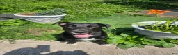 Mixed Breed dogs for sale: Panda - Ad 1