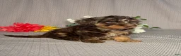 Doxiepoo dogs for sale: Mia - Ad 3