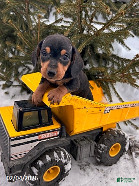 Miniature Dachshund dogs Chuck - Ad 30