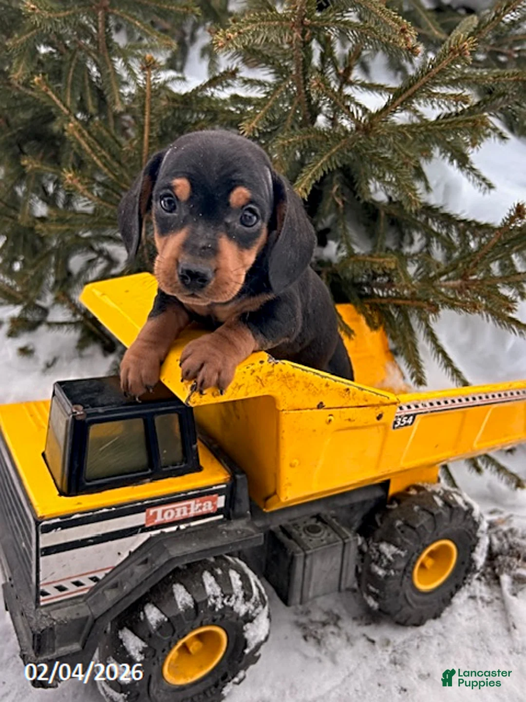Miniature Dachshund dogs for sale: Chuck - Ad 1