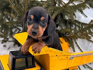 Miniature Dachshund dogs Chuck - Ad 30