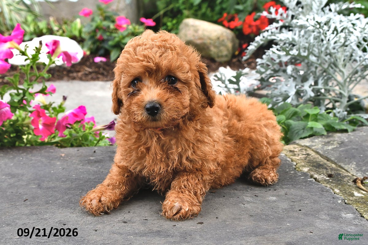 Bichpoo dogs Tootsie - Ad 2