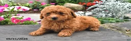 Bichpoo dogs for sale: Tootsie - Ad 2