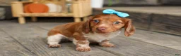 Miniature Dachshund dogs for sale: OLIVER - Ad 4