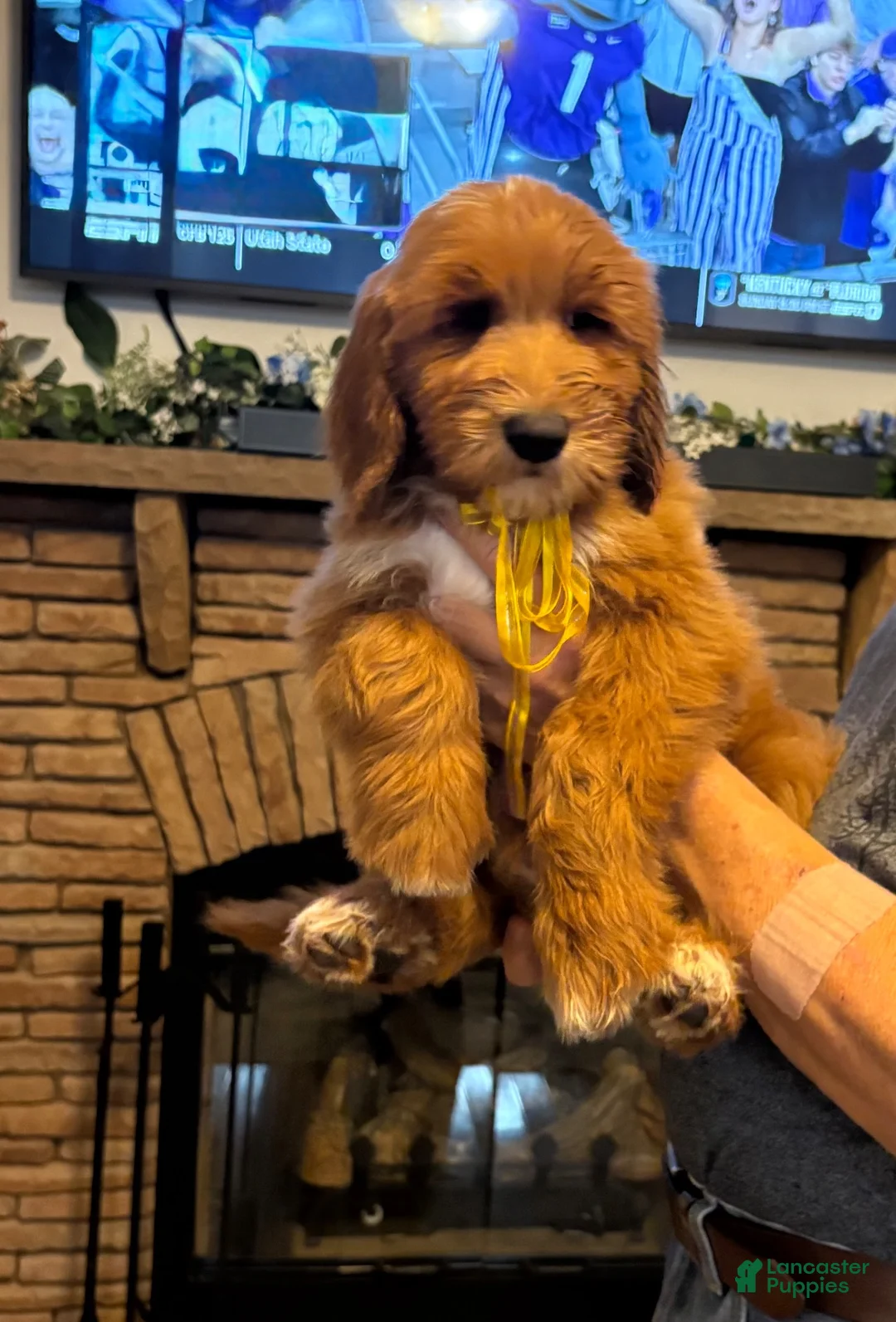 Goldendoodle dogs for sale: Goldendoodle 1 - Ad 2