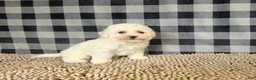 Bichon Frise dogs for sale: Barry - Ad 4