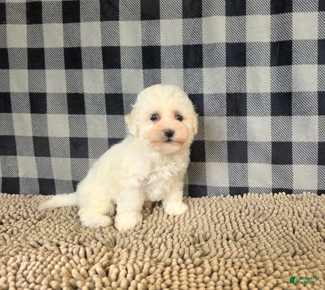 Bichon Frise dogs for sale: Barry - Ad 4
