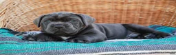 Cane Corso dogs for sale: Bubba (Champion Bloodline) - Ad 6