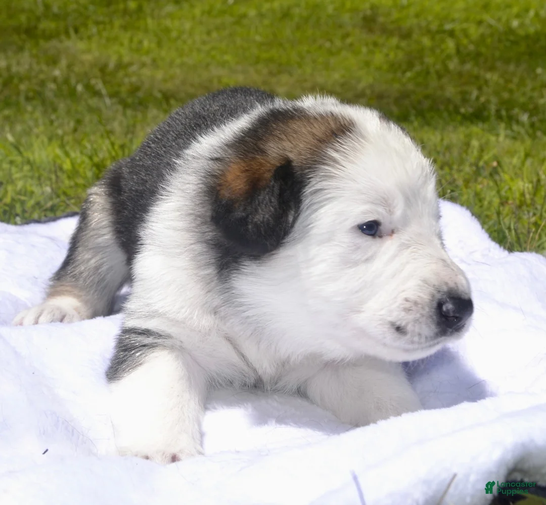German Shepherd dogs for sale: Dove - Ad 2