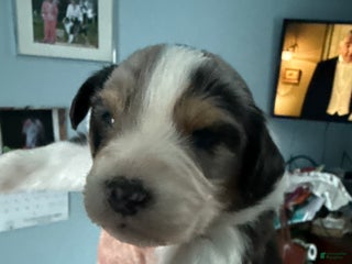 Australian Shepherd dogs Australian Shepherd Puppy 3 - Ad 9