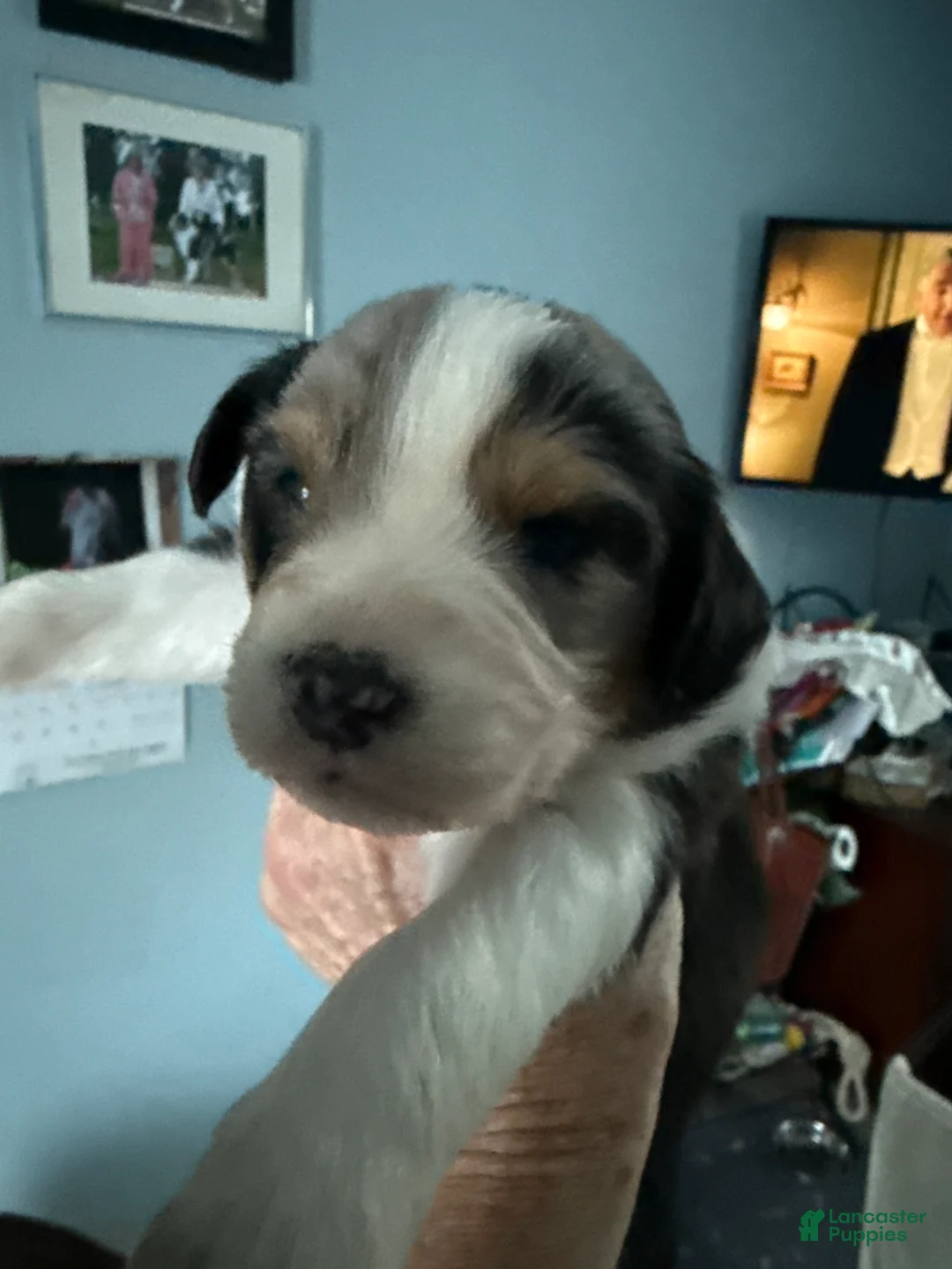 Australian Shepherd dogs for sale: Australian Shepherd Puppy 3 - Ad 3