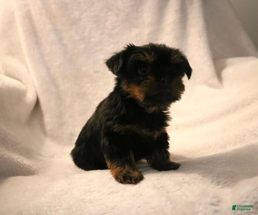Shorkie dogs for sale: Beau - Ad 2