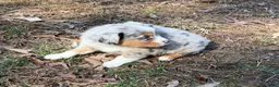 Australian Shepherd dogs for sale: Starla - Ad 5