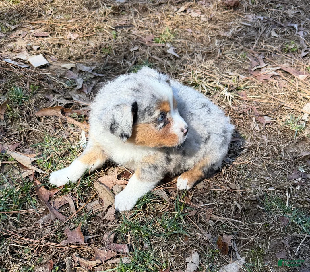 Australian Shepherd dogs for sale: Starla - Ad 5