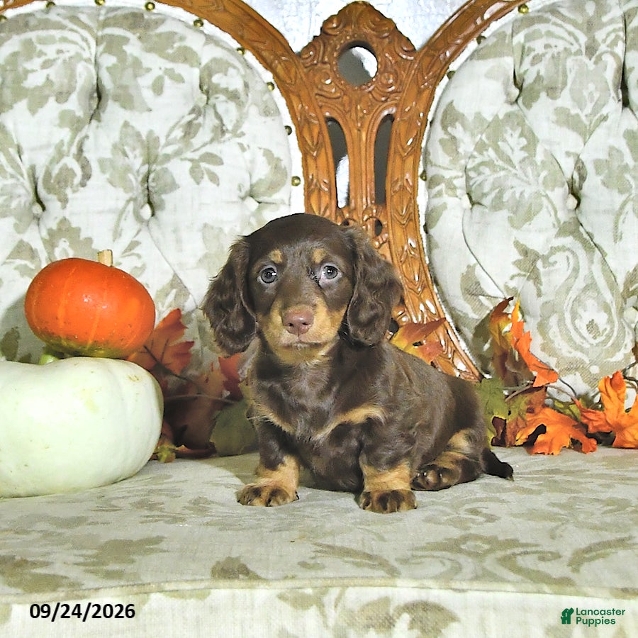 Miniature Dachshund dogs Maple   - Ad 1