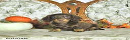 Miniature Dachshund dogs for sale: Maple   - Ad 1
