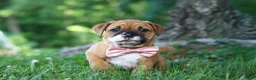 Mixed Breed dogs for sale: Chloe - Ad 7