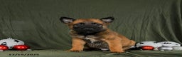 Belgian Malinois dogs for sale: Otis - Ad 3