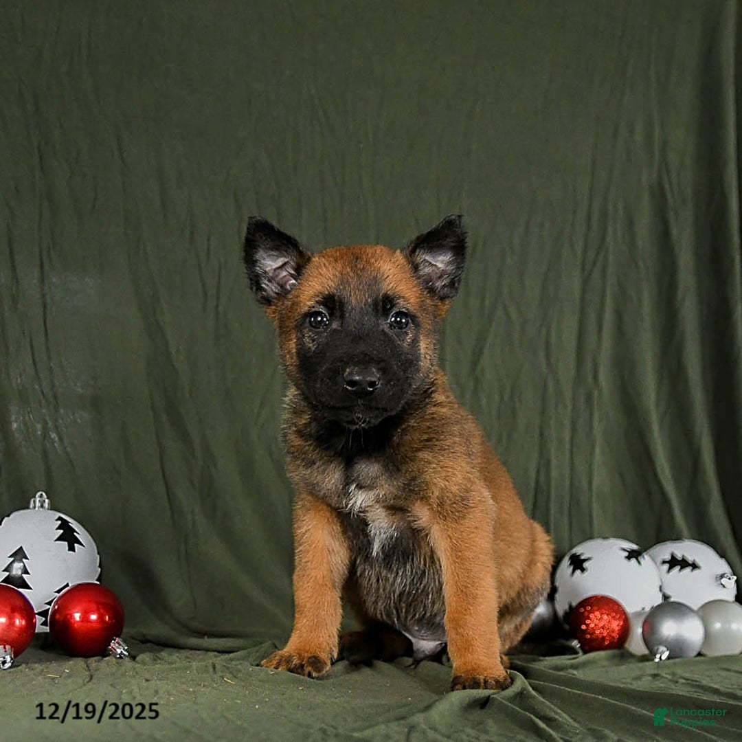 Belgian Malinois dogs for sale: Otis - Ad 3