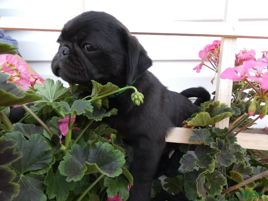 Pug dogs for sale: Pug 1 Rex - Ad 2