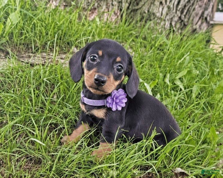 Miniature Dachshund dogs kOBI - Ad 19