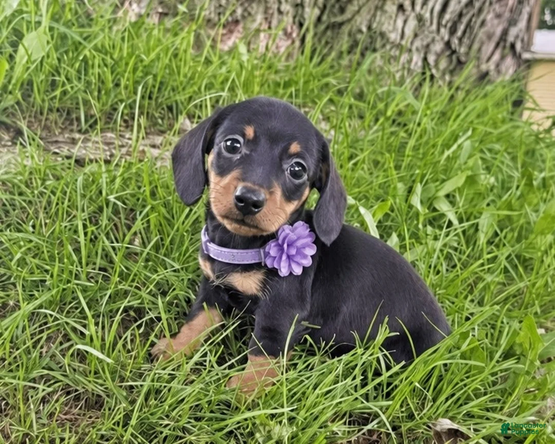 Miniature Dachshund dogs for sale: kOBI - Ad 1