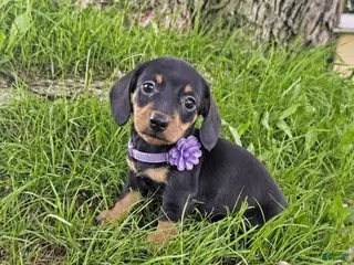 Miniature Dachshund dogs kOBI - Ad 15