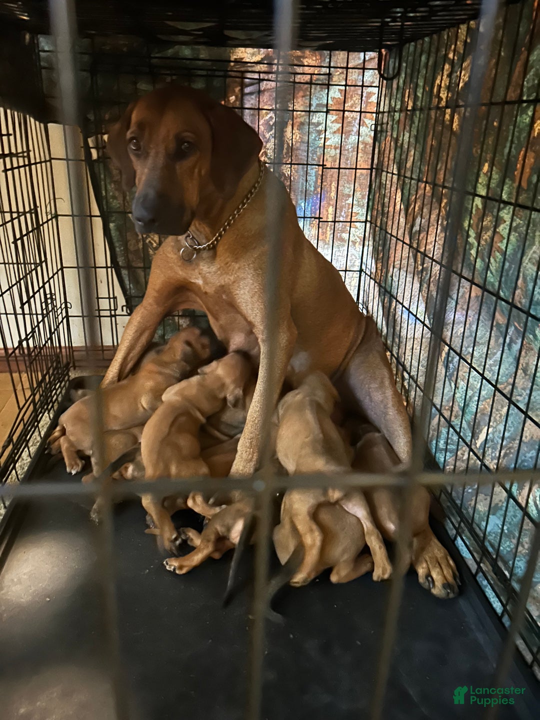 Gallery Image {{count}}