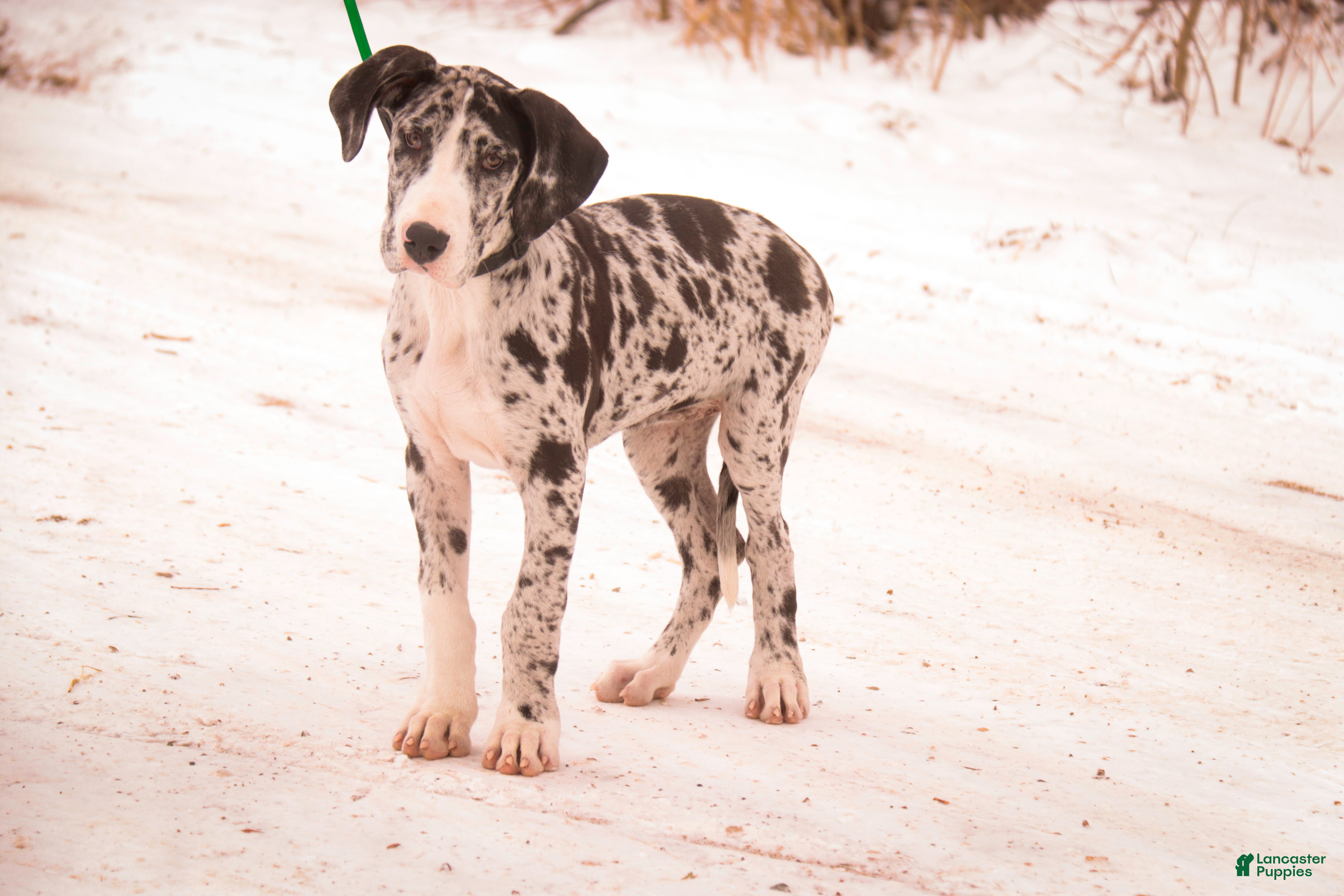 Great Dane dogs Lorelai - Ad 33