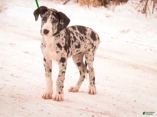 Great Dane dogs Lorelai - Ad 42