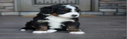 Mini Bernedoodle dogs for sale: Jewel - Ad 4