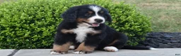 Bernese Mountain Dog dogs for sale: Jasper - Ad 3