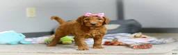 Goldendoodle dogs for sale: Maple F1b - Ad 4
