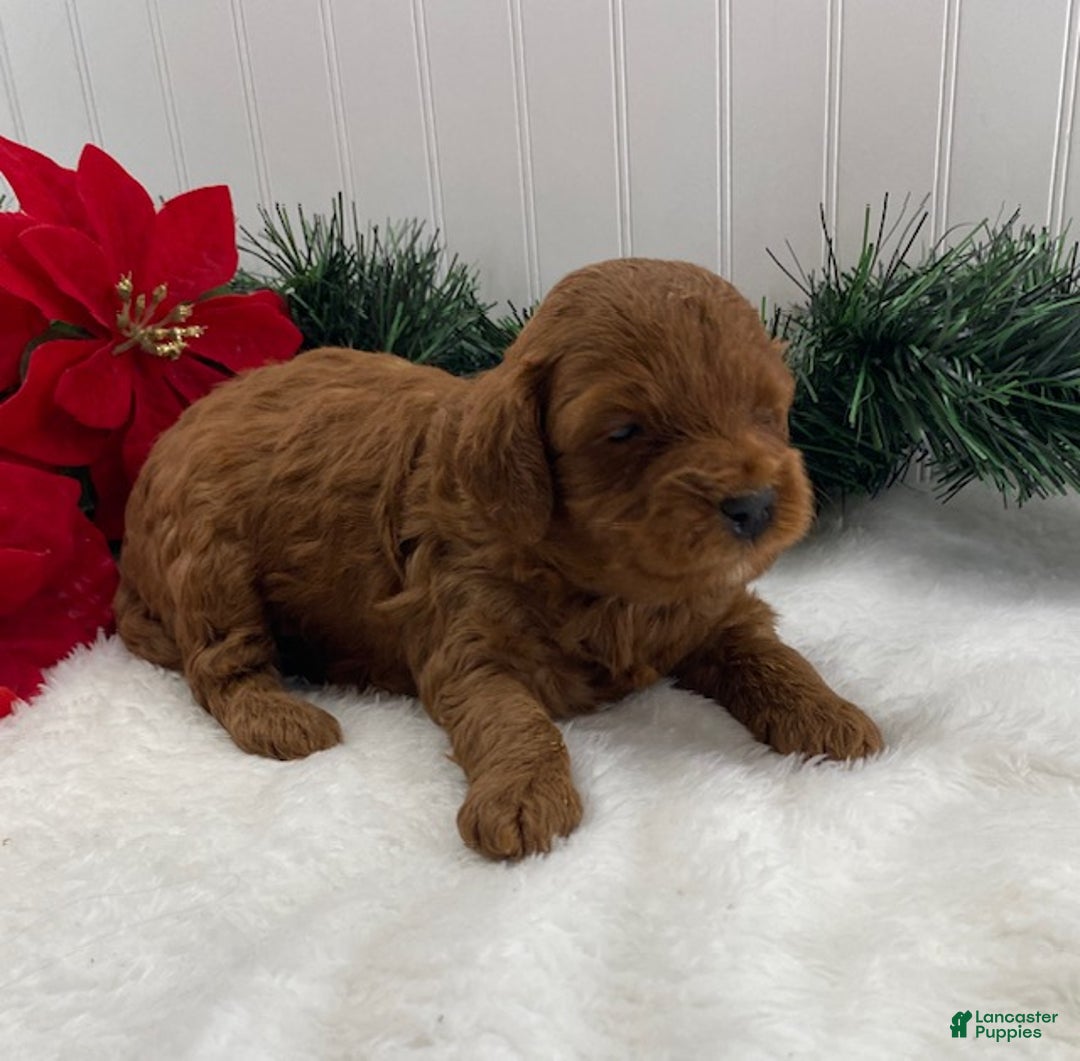 Cavapoo dogs for sale: Scout - Ad 4