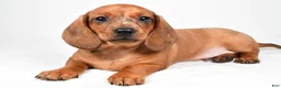 Dachshund dogs for sale: Dawson  - Ad 7