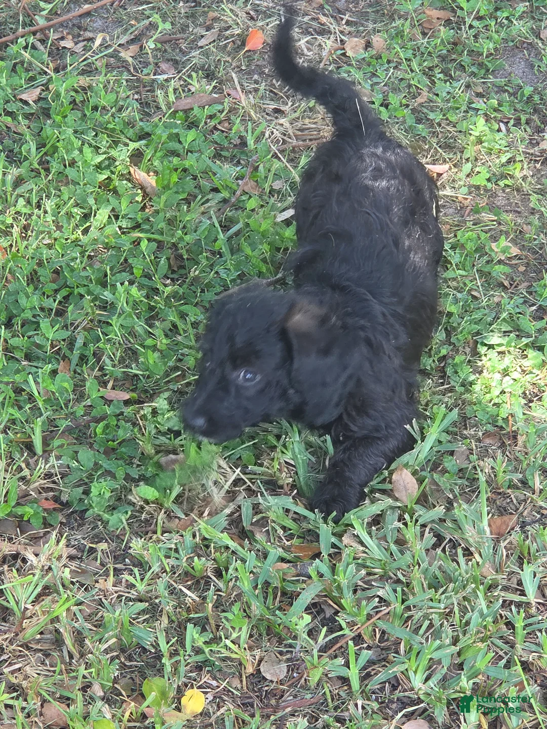 Mixed Breed dogs for sale: Cher - Ad 2