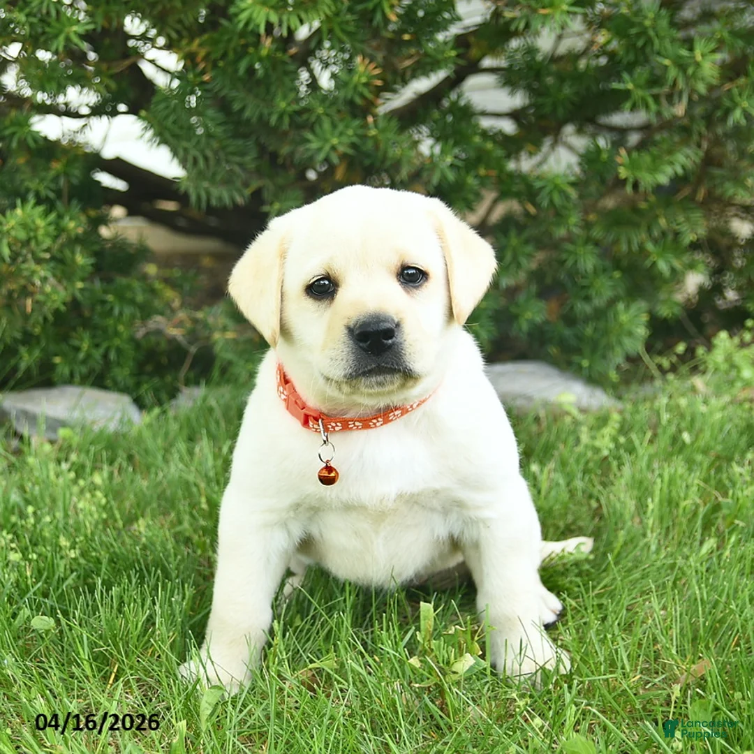 Labrador Retriever dogs for sale: Beulah  - Ad 3