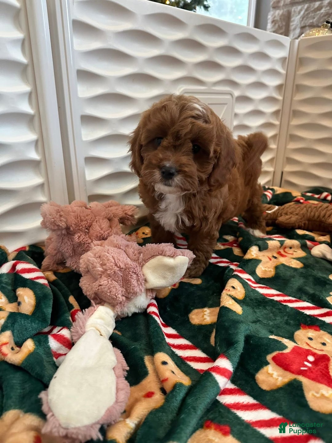 Cavapoo dogs for sale: Jeanette - Ad 8